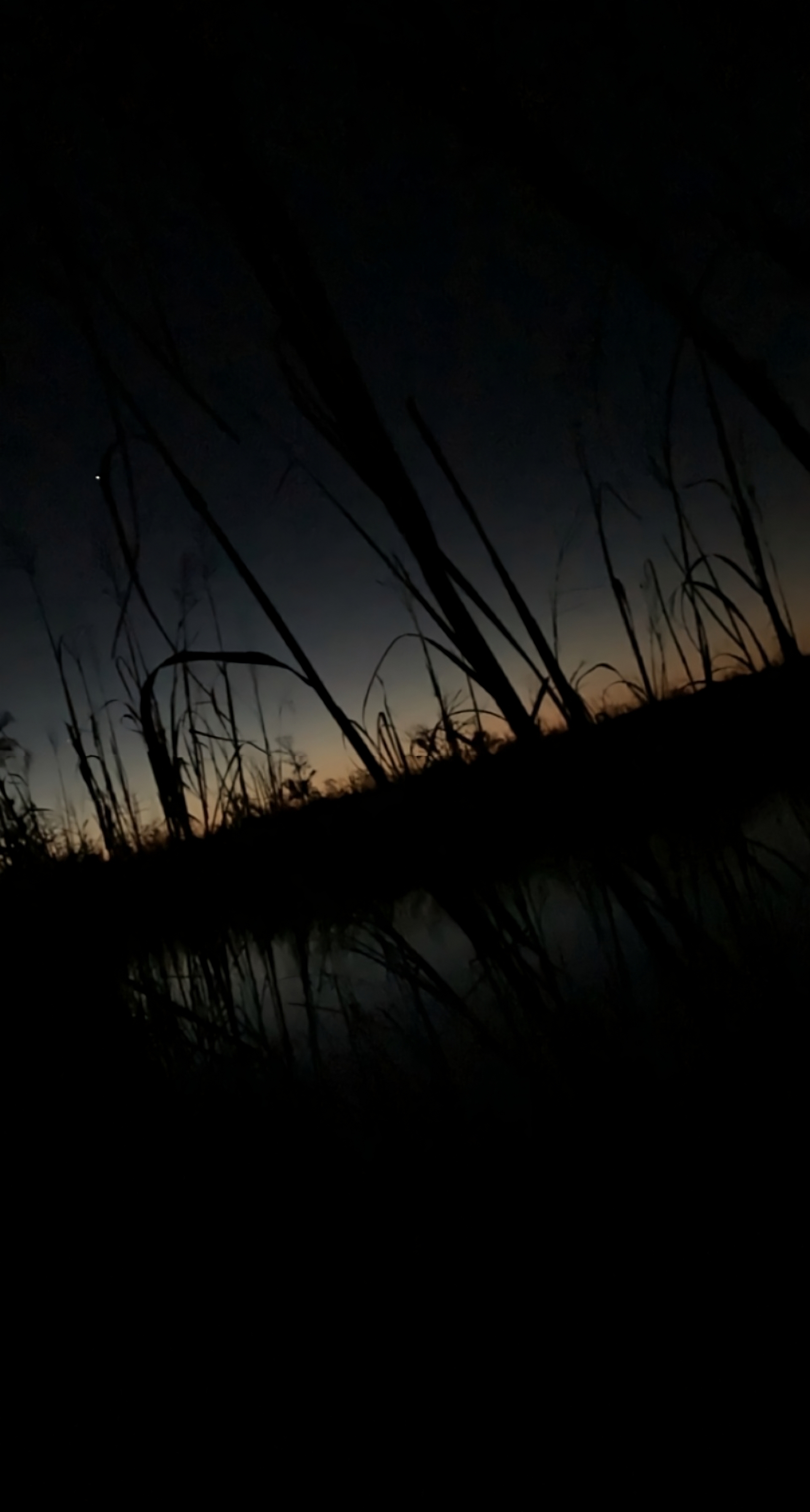 picture of water behind grass